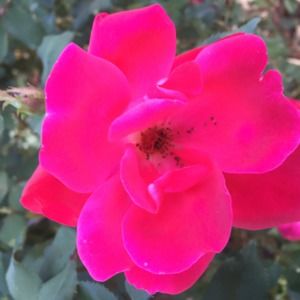 Meet your Posher, Elaine